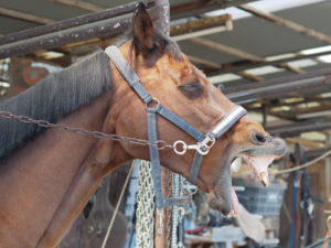 平塚乗馬クラブの馬の写真