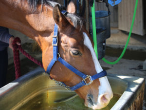 平塚乗馬クラブの馬の写真