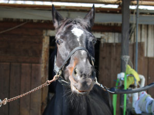 平塚乗馬クラブの馬の写真