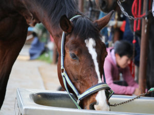 平塚乗馬クラブの馬の写真