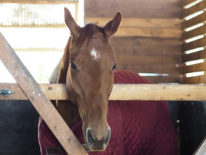 平塚乗馬クラブの馬の写真