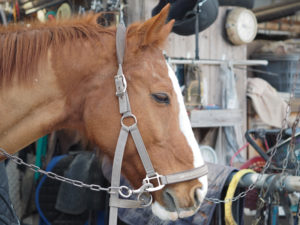 平塚乗馬クラブの馬の写真