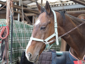 平塚乗馬クラブの馬の写真