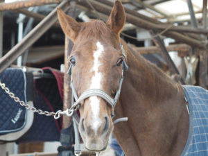 平塚乗馬クラブの馬の写真