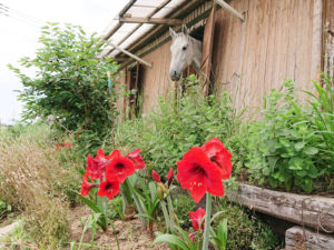 平塚乗馬クラブの日常