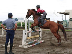 障害飛ぶ馬